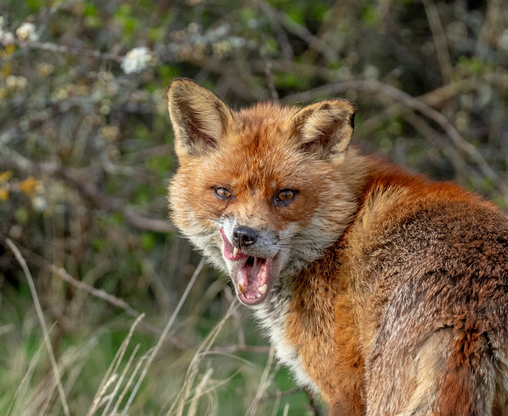 a fox with its mouth open