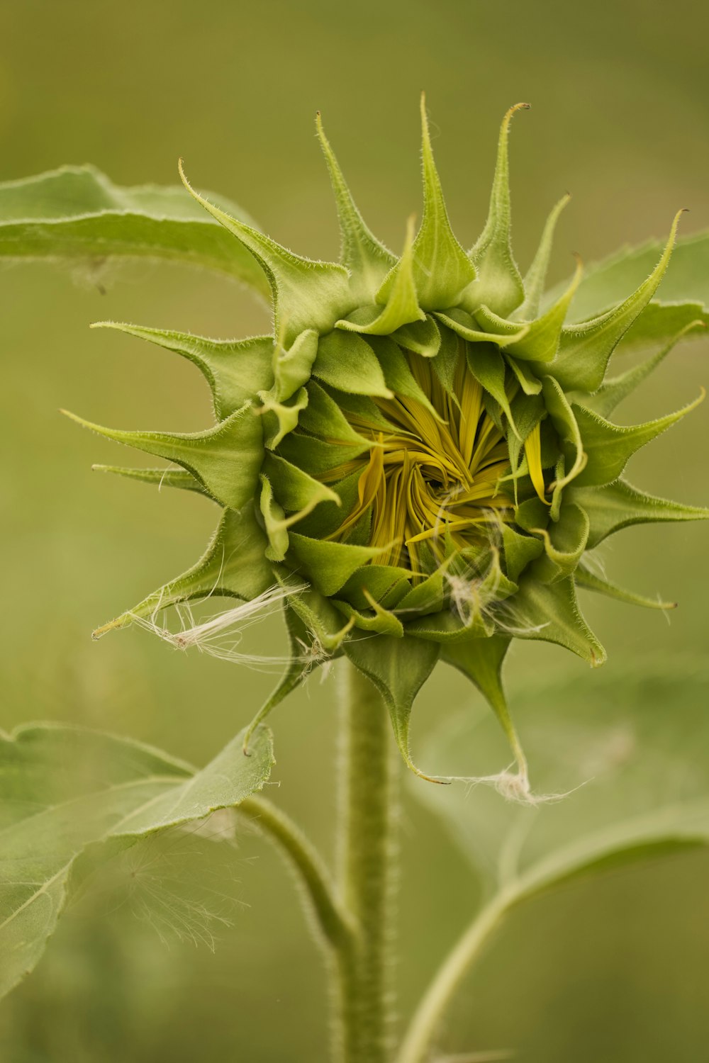 a close up of a flower