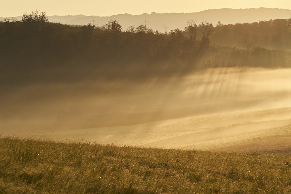 a foggy field with trees