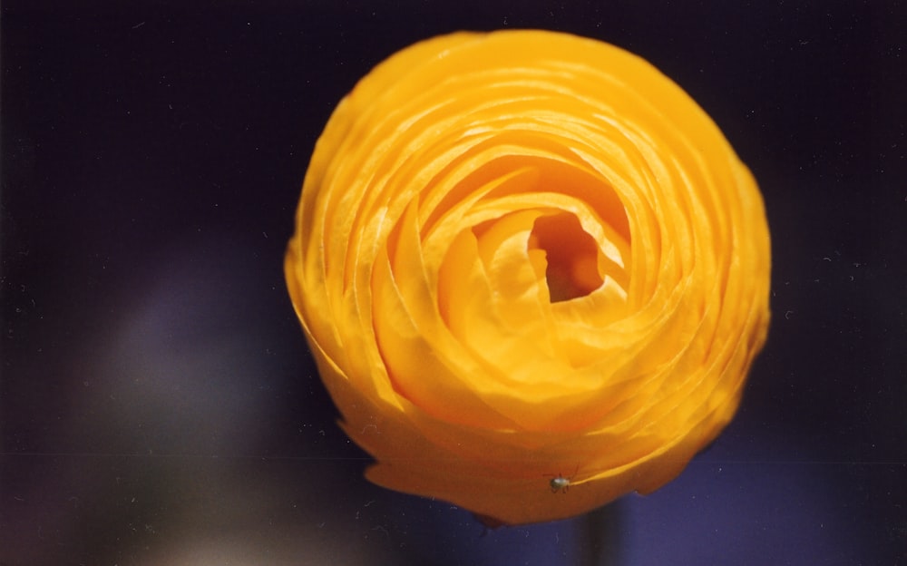 a close-up of a light bulb