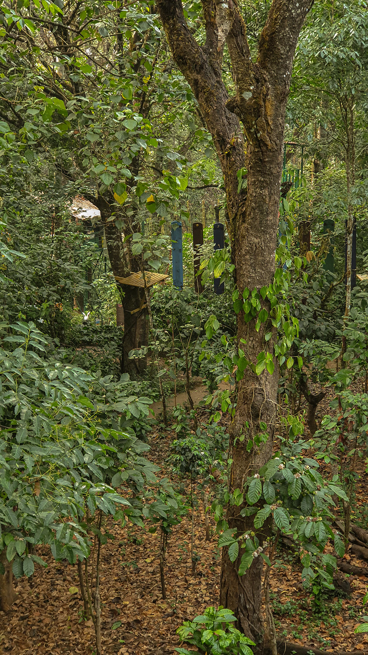 Tall rain-soaked forest with dappled light filtering through dense canopy