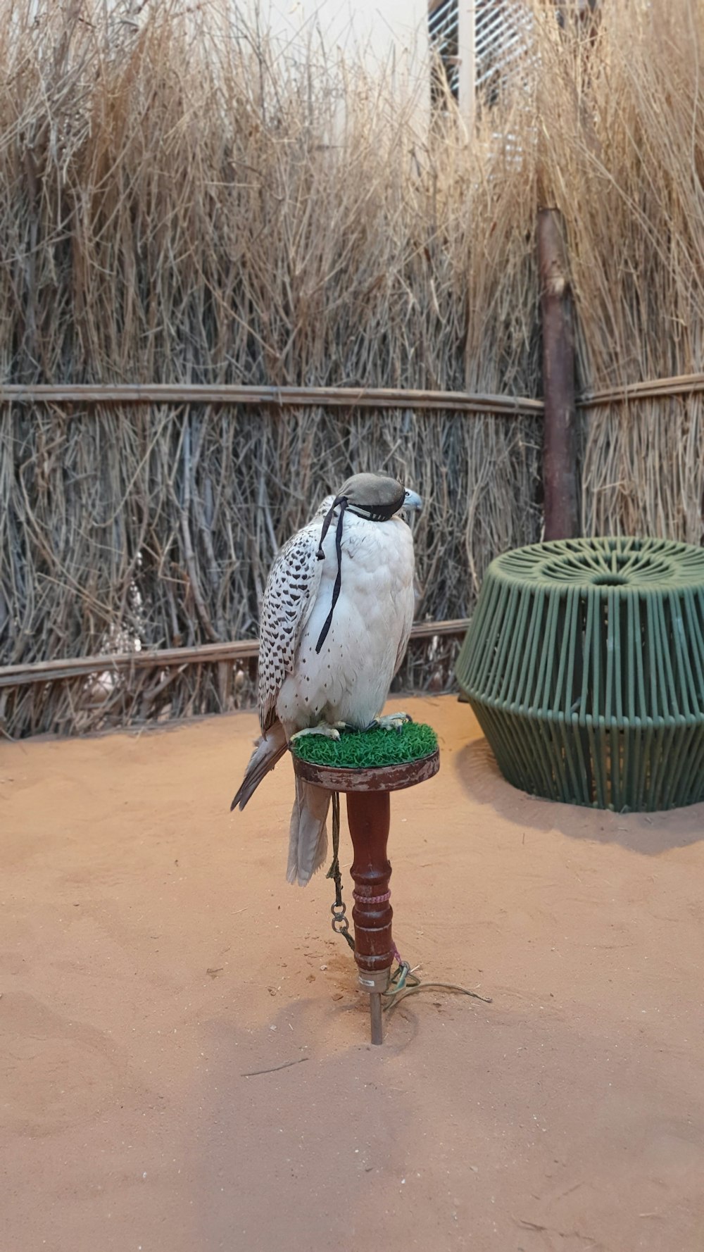 a bird standing on a bird feeder