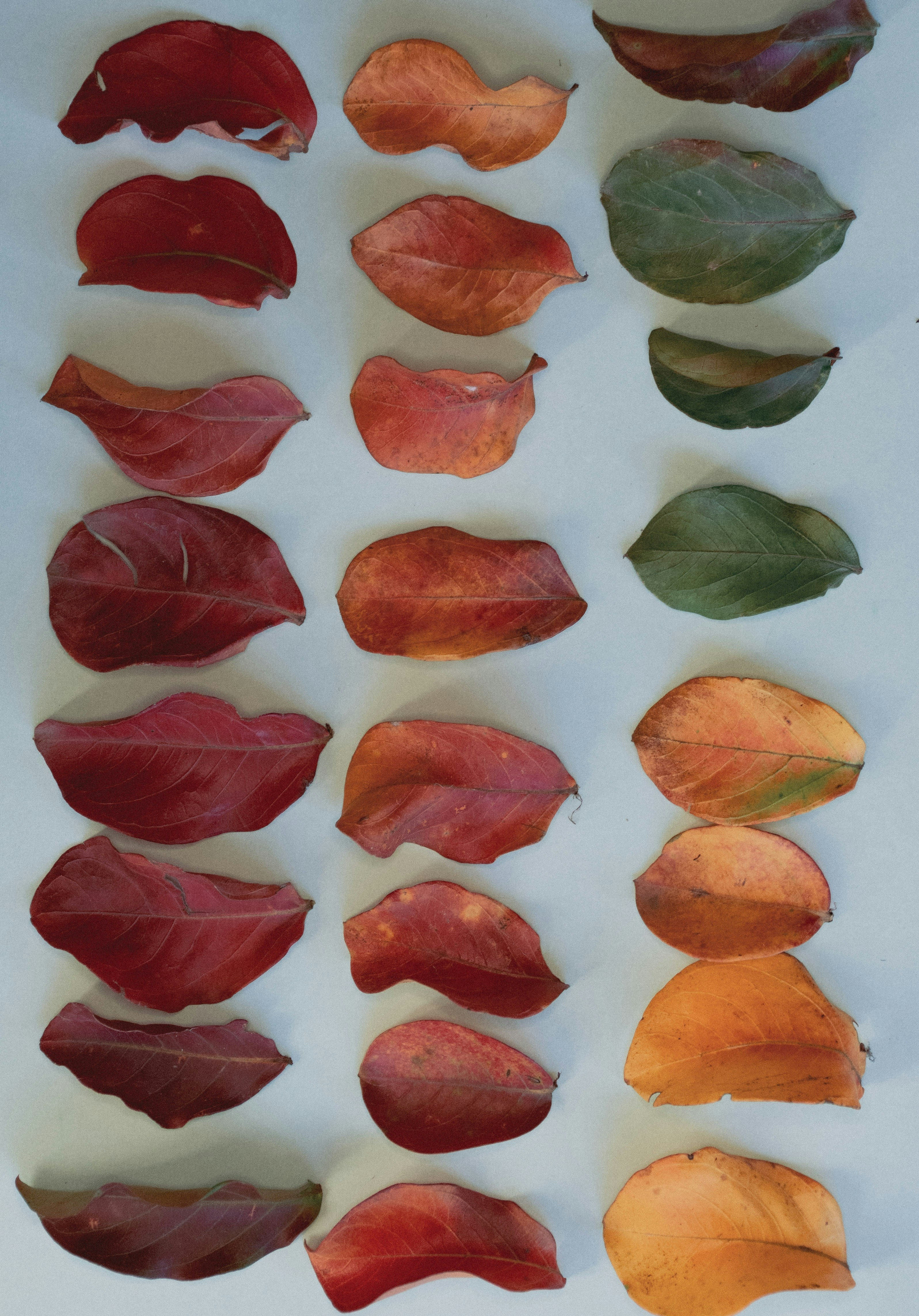 Photo by lucasgwendt