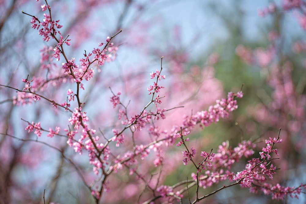 a tree with pink flowers