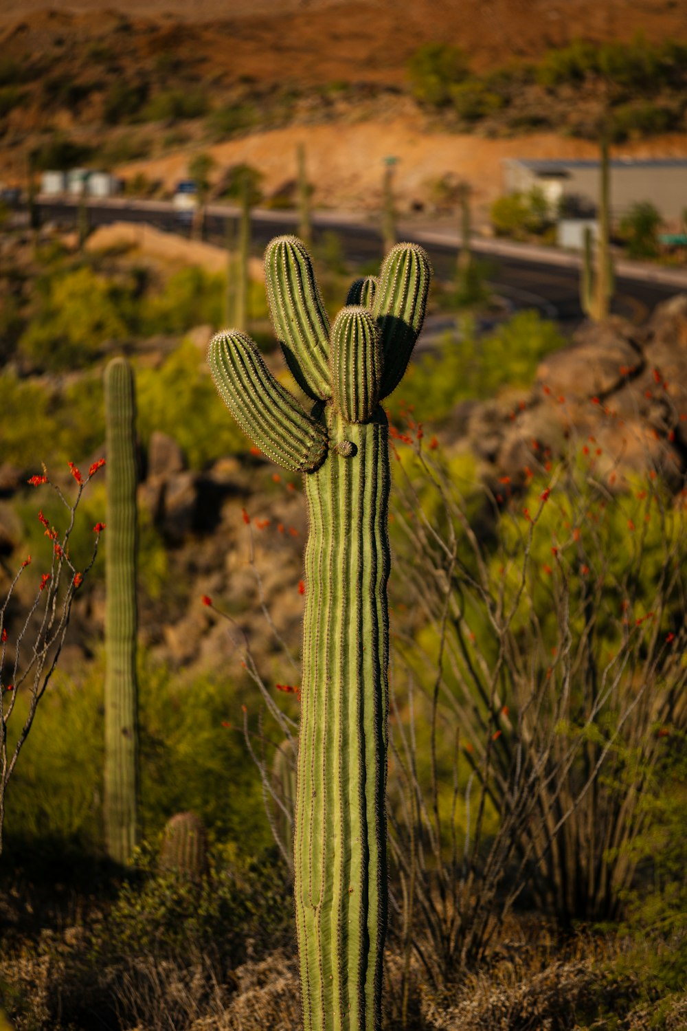 a cactus in a desert