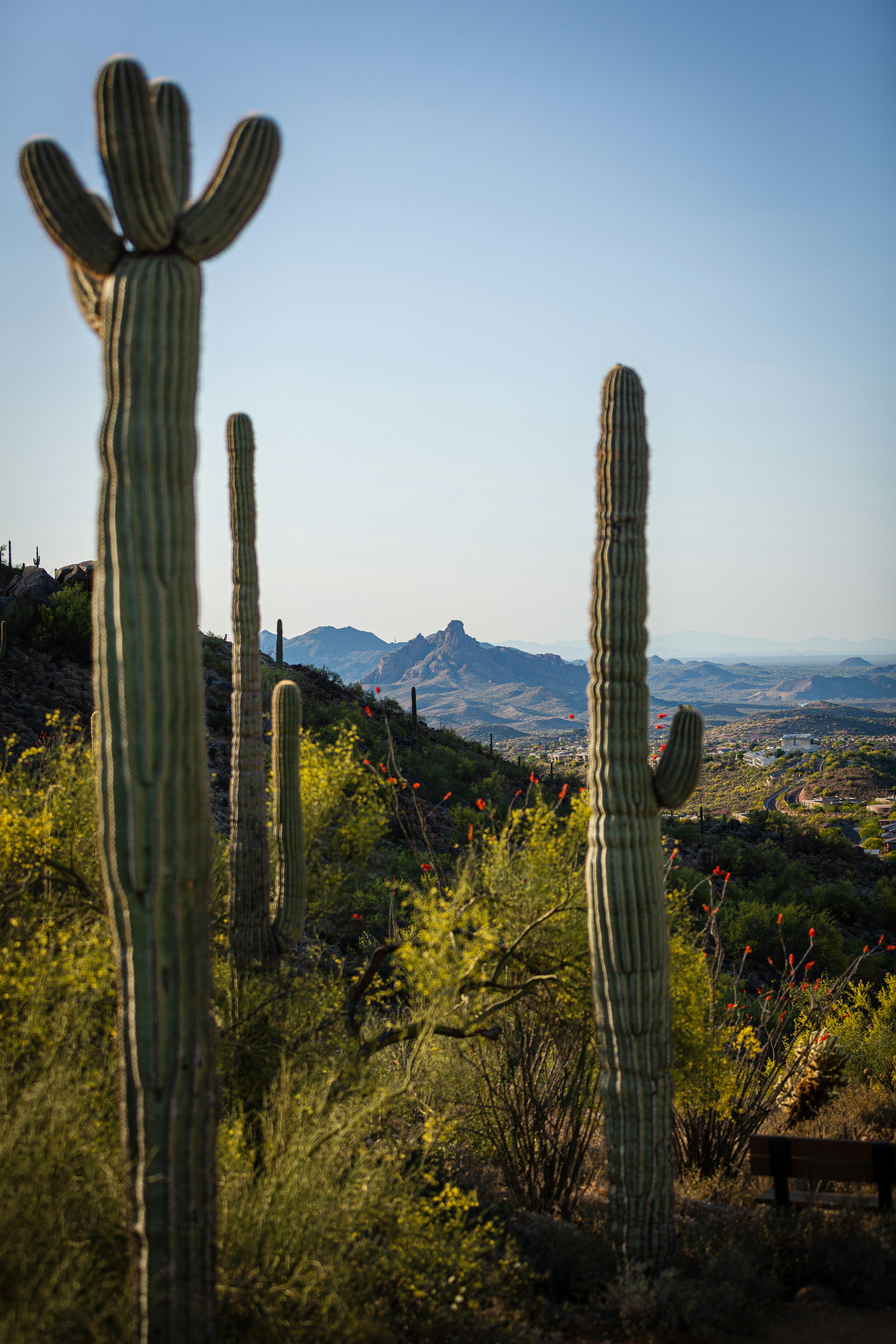 Spineless barrel cacti standing tall amidst a barren desert landscape