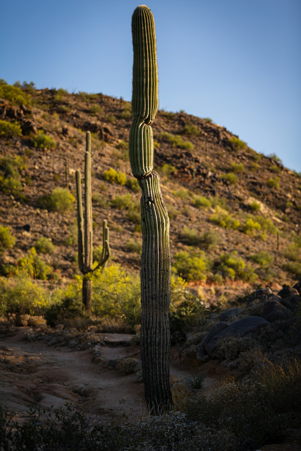 Un cactus nel deserto