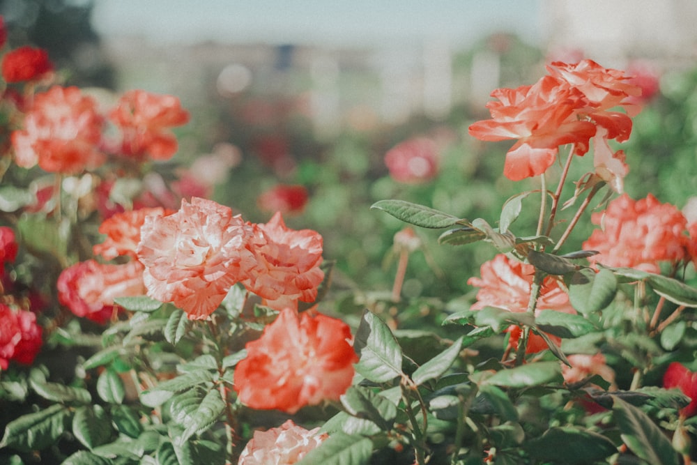 a group of flowers