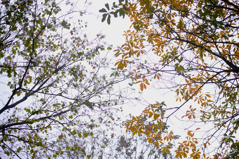 a tree with yellow flowers