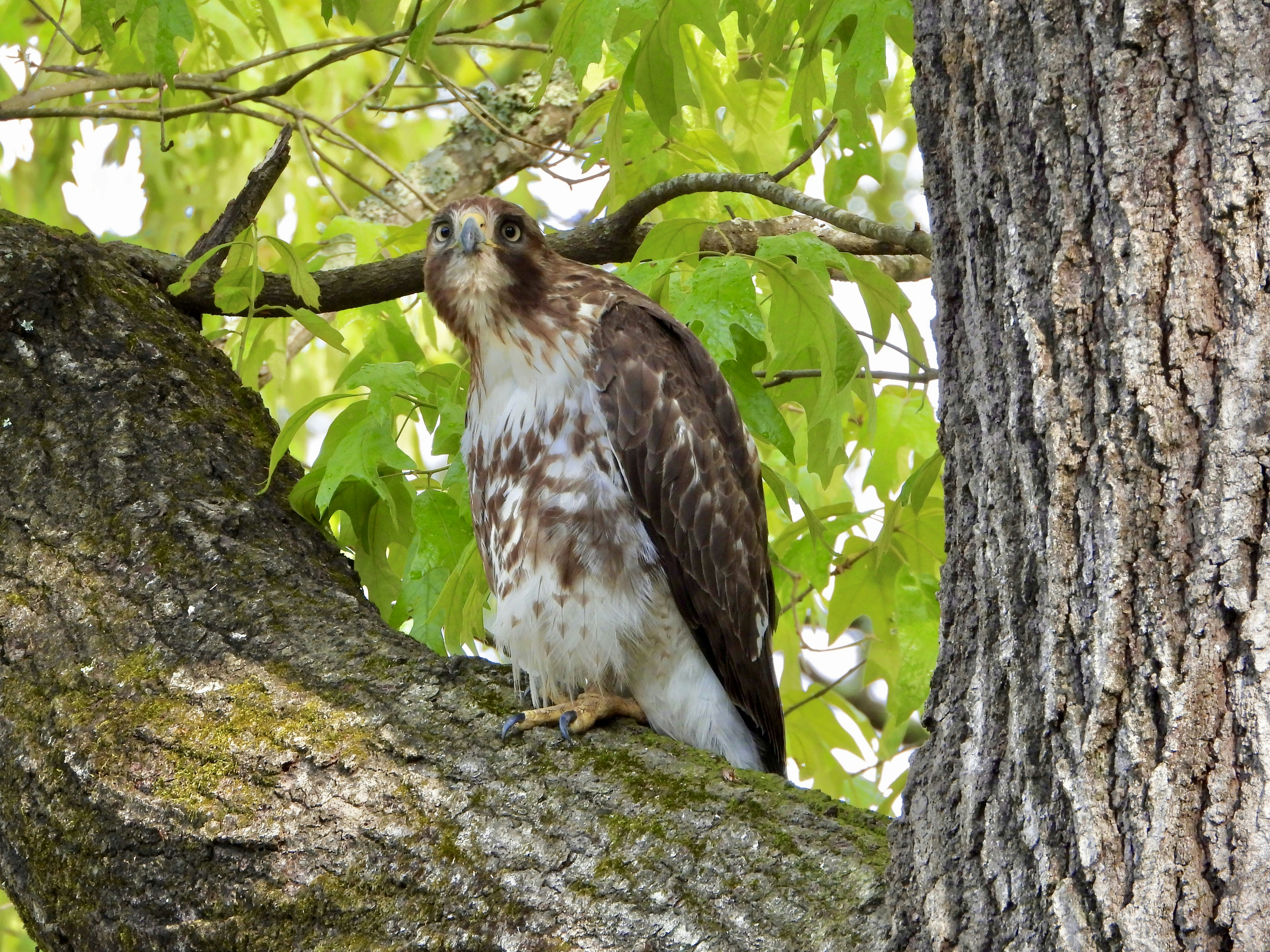 a bird standing on a tree