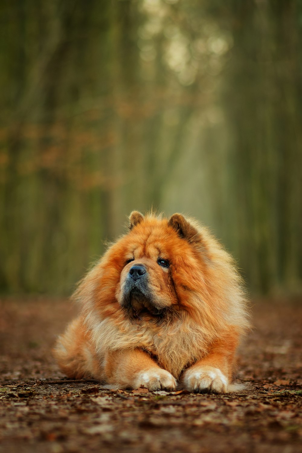 a brown bear sitting on top of a dirt field