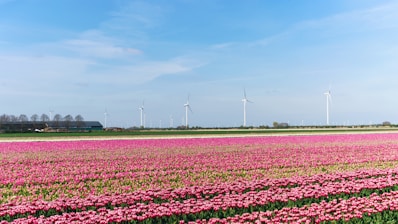 Netherlands on a holiday planned by Francesco Margaretini Luxury Travel Villas Weddings Honeymoon