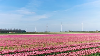 Netherlands on a holiday planned by Francesco Margaretini Luxury Travel Villas Weddings Honeymoon