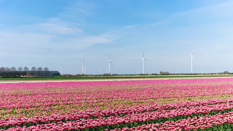 Kleurrijke tulpenvelden met windmolens — Nederlands platteland in het voorjaar