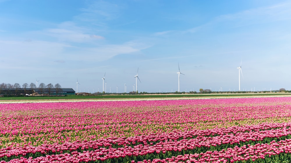 um campo de flores com moinhos de vento no fundo