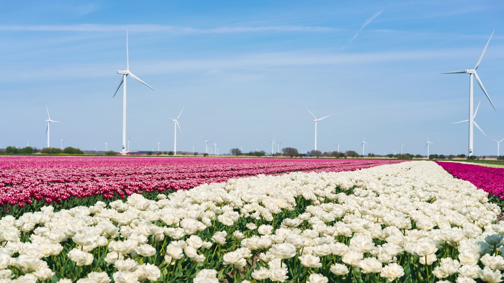 a field of flowers with windmills in the background