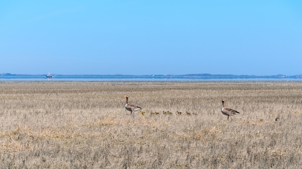 birds in a field