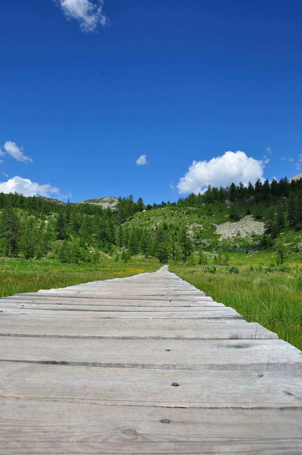 a wooden walkway leading to a forest