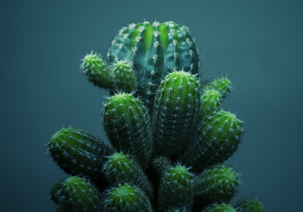 a close up of a cactus