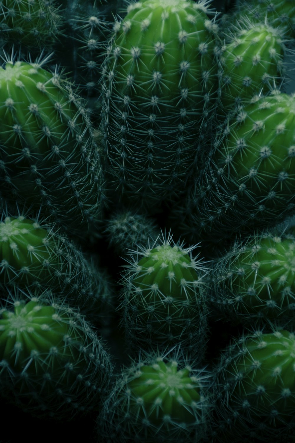 a close up of a plant