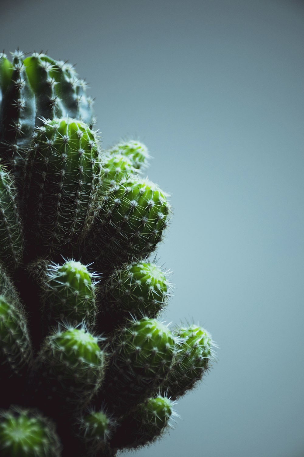 a close-up of a cactus