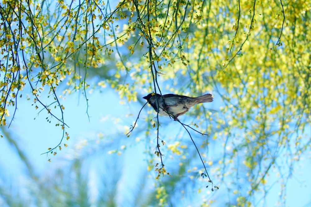 a bird on a branch