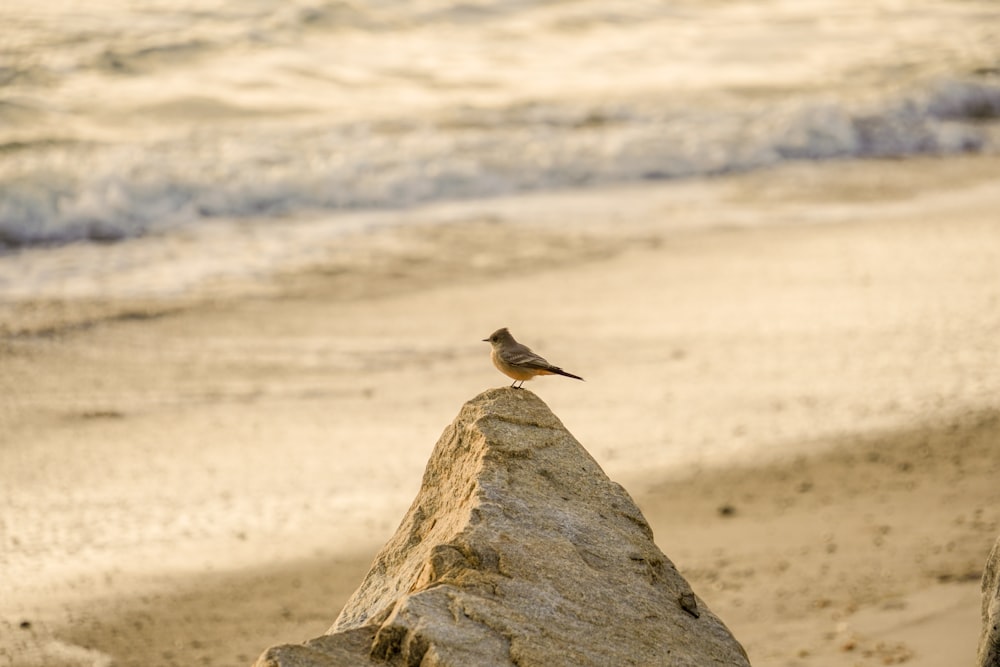 a bird on a rock