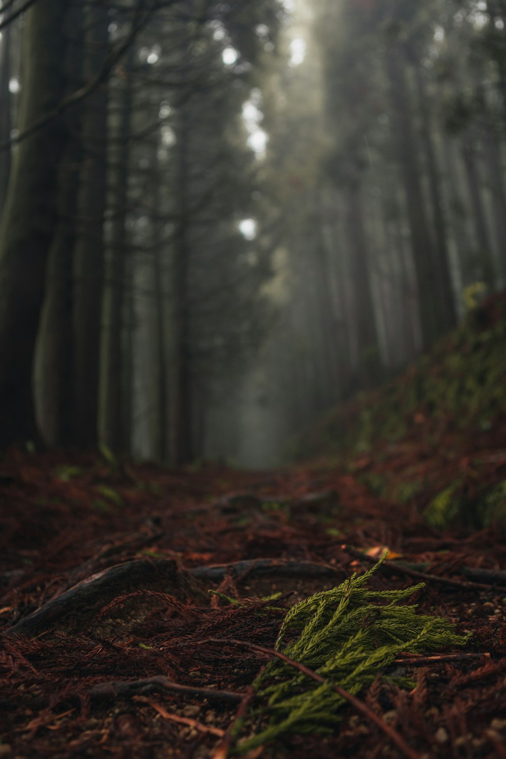 a forest with trees and leaves