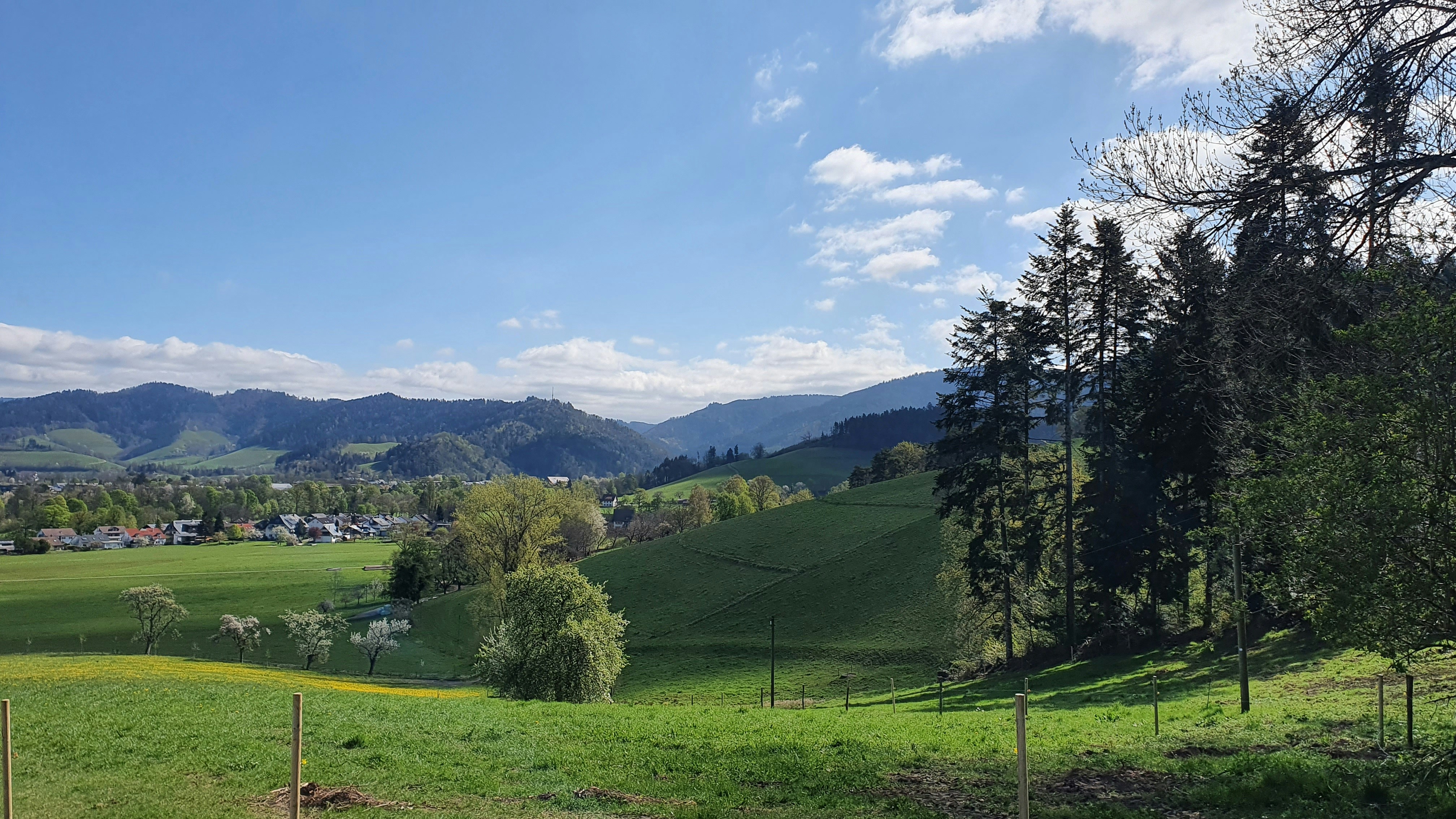 a grassy field with trees and mountains in the background