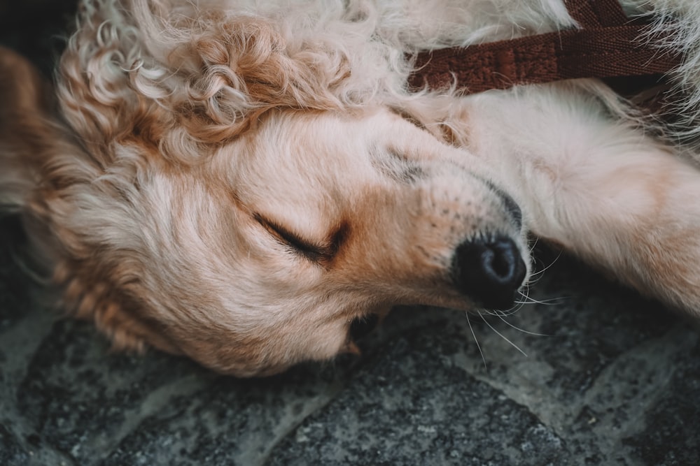 a dog lying on the ground