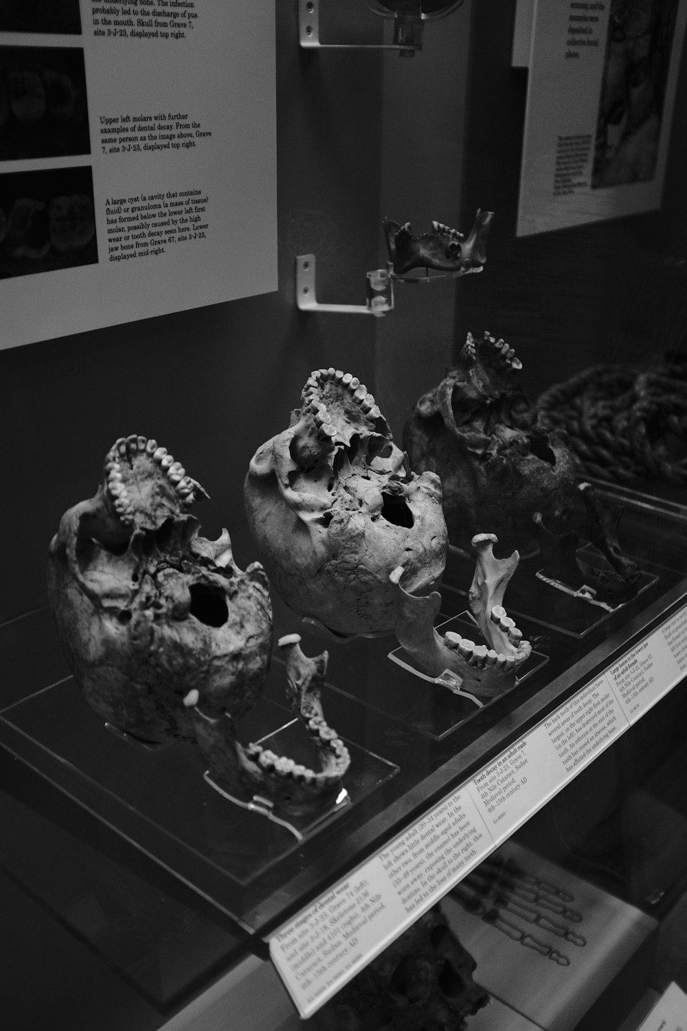 a group of skulls on display