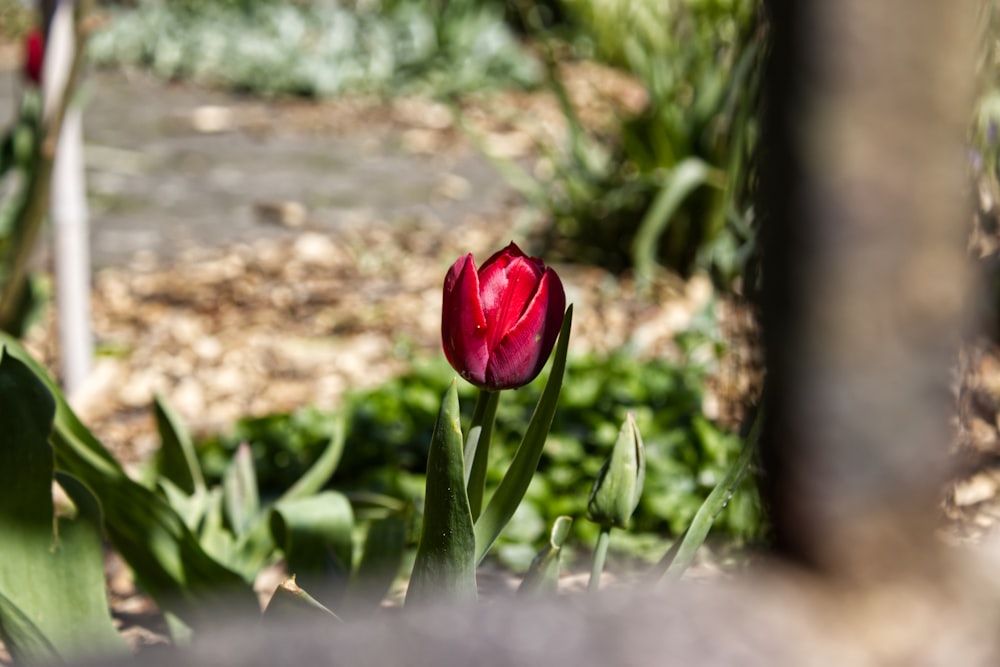 a red flower in a garden