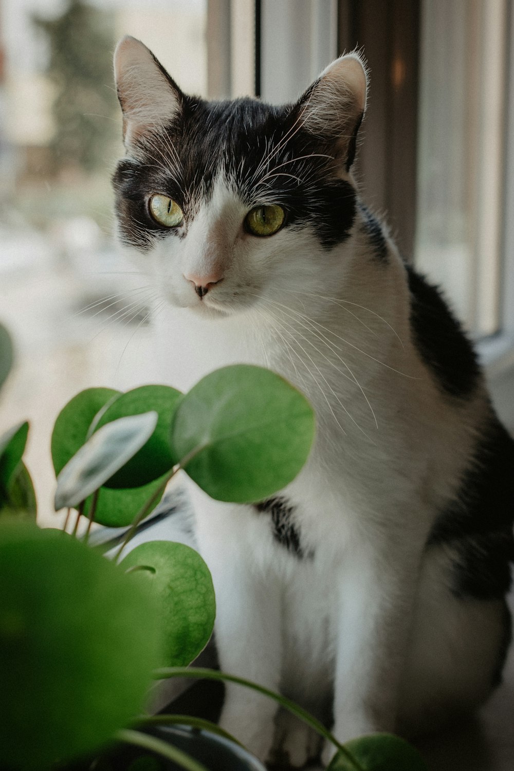 a cat with a plant in front of it