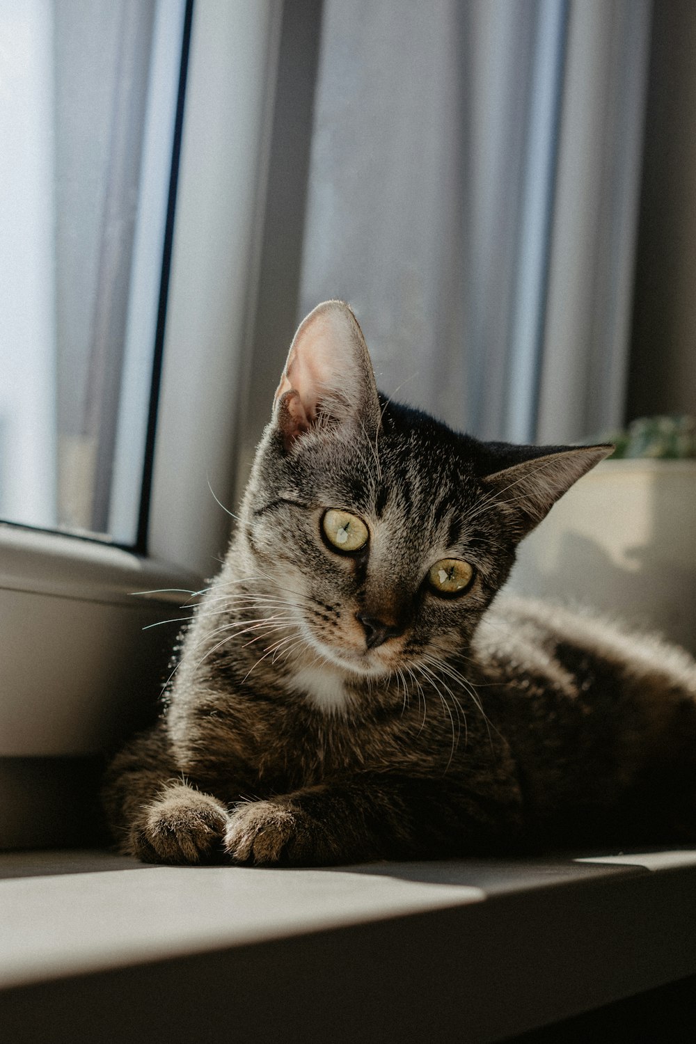 a cat lying on a table