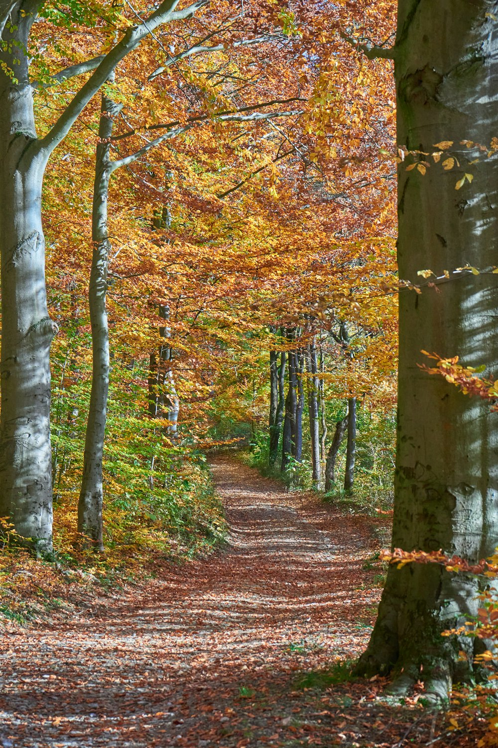 a path with trees on either side