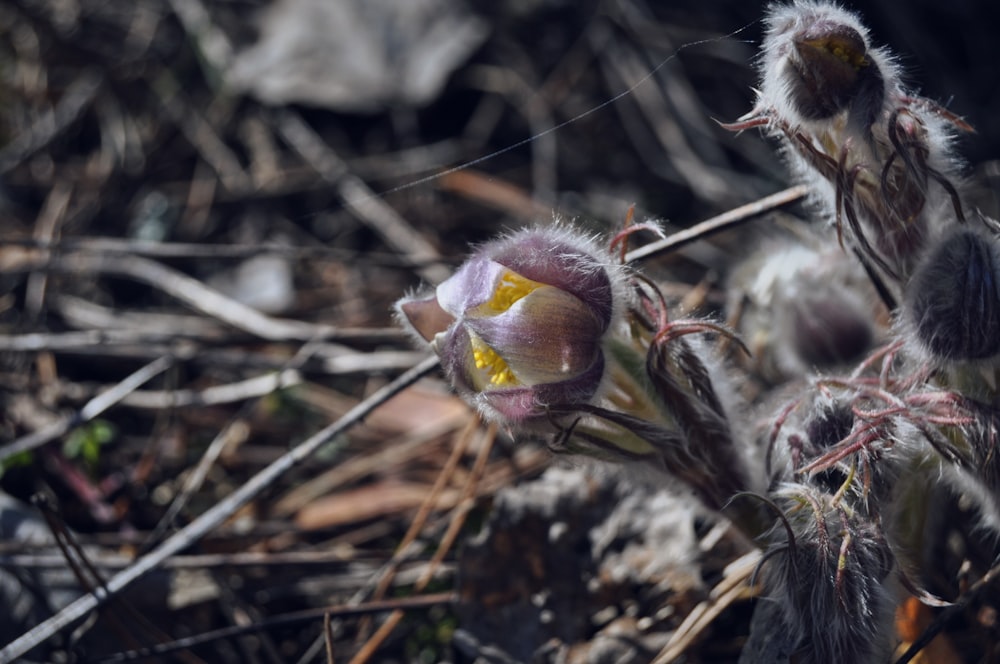 a close up of a flower