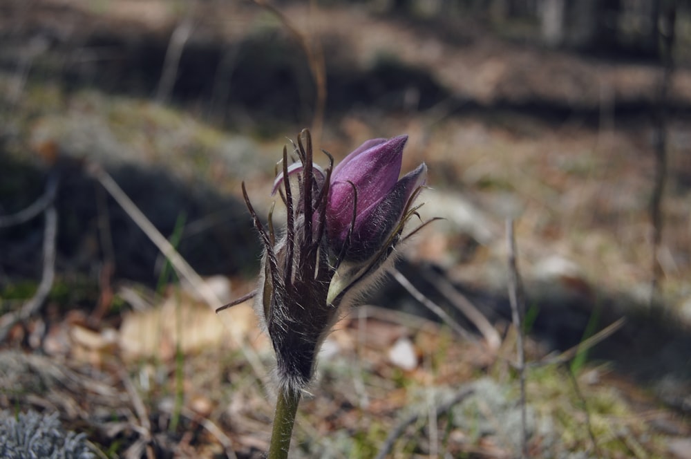 a close up of a flower