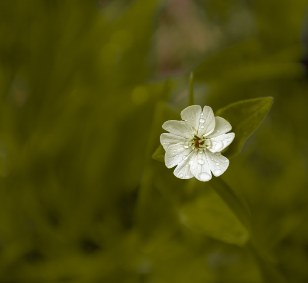 a white flower with green leaves