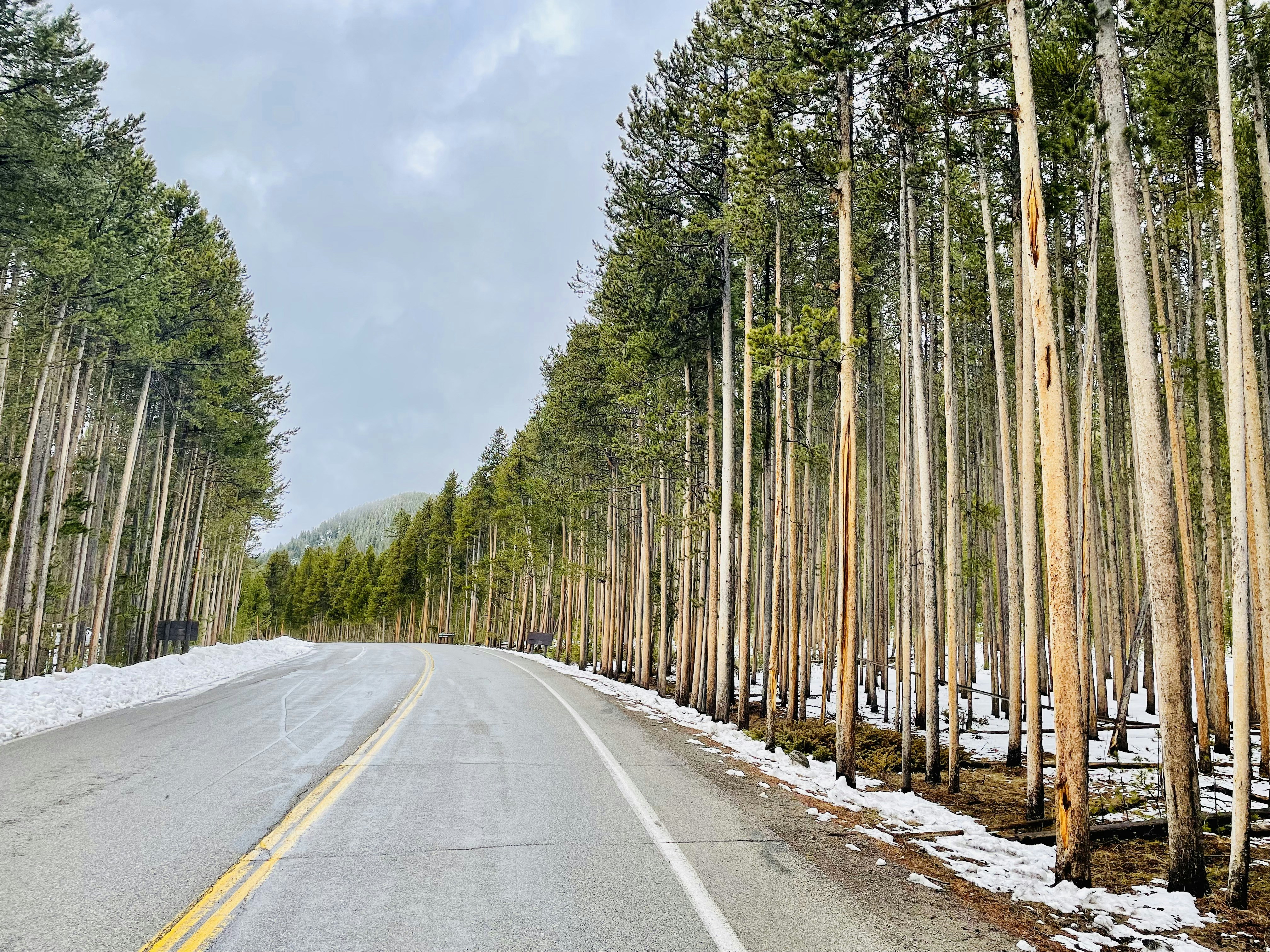 a road with trees on the side