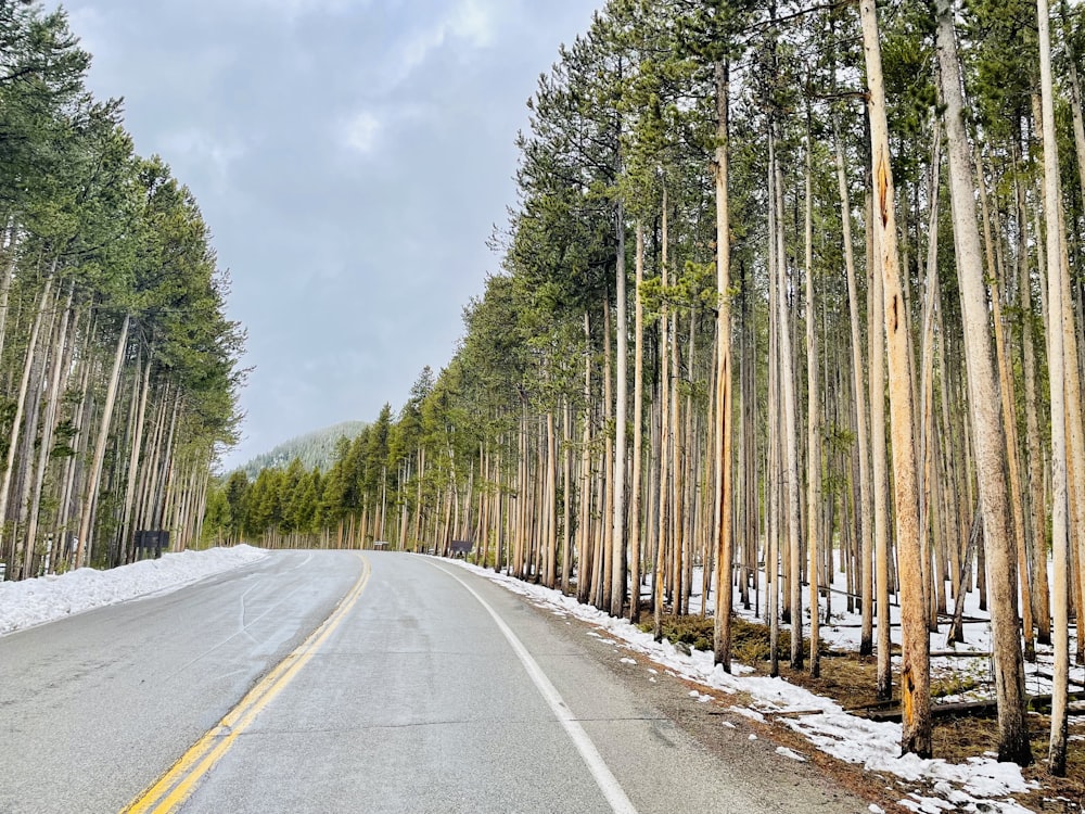 a road with trees on the side