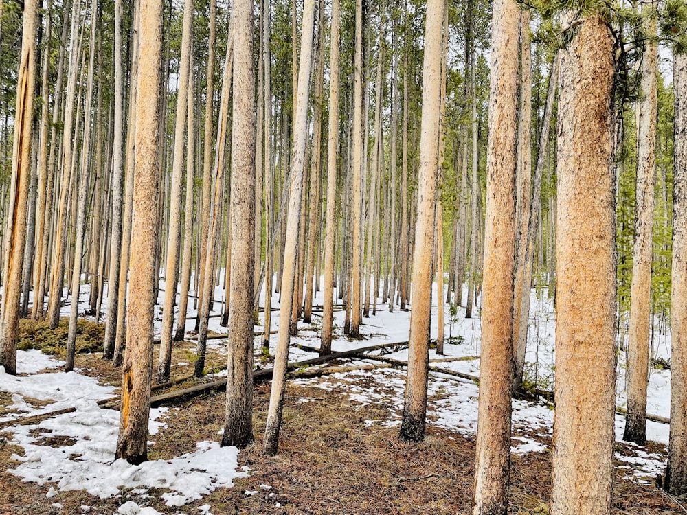 a forest of trees