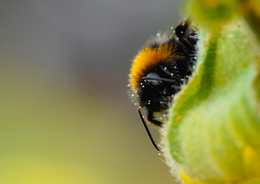 a bee on a flower