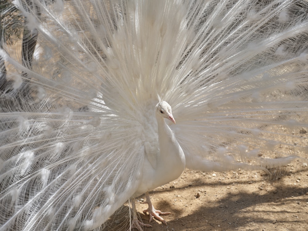 a white bird with long feathers