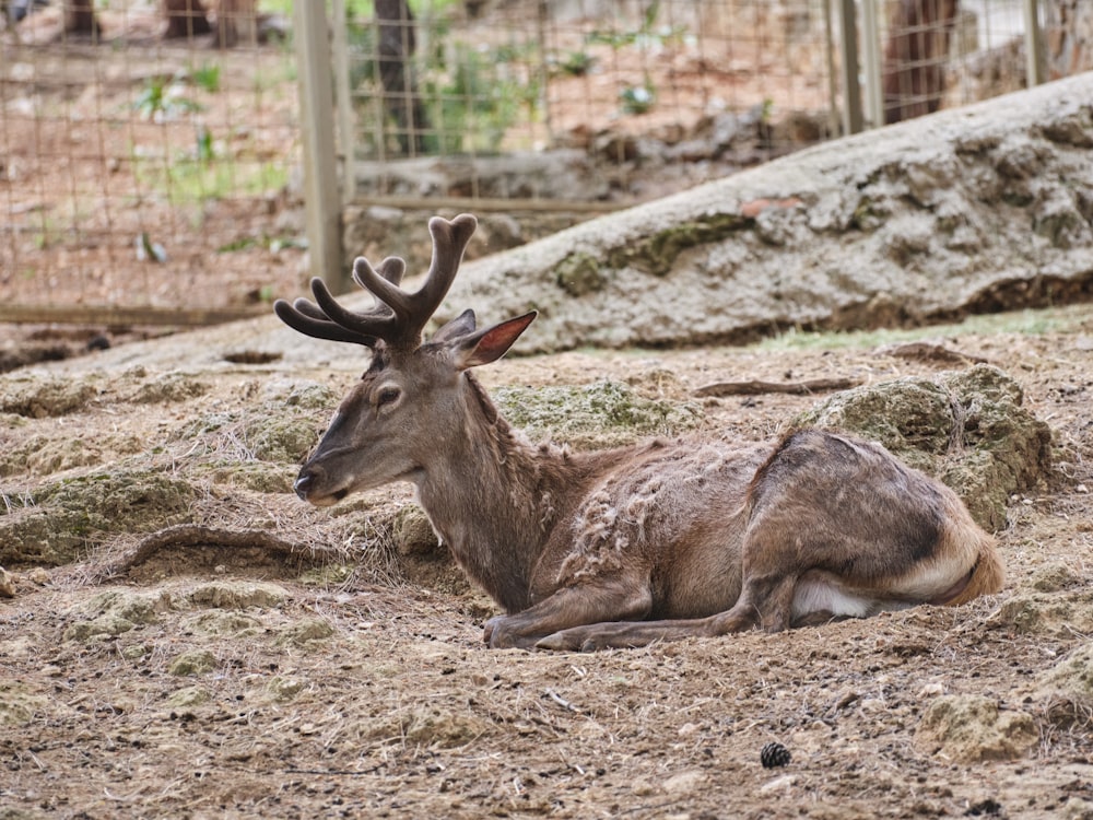 a couple of deer lying down