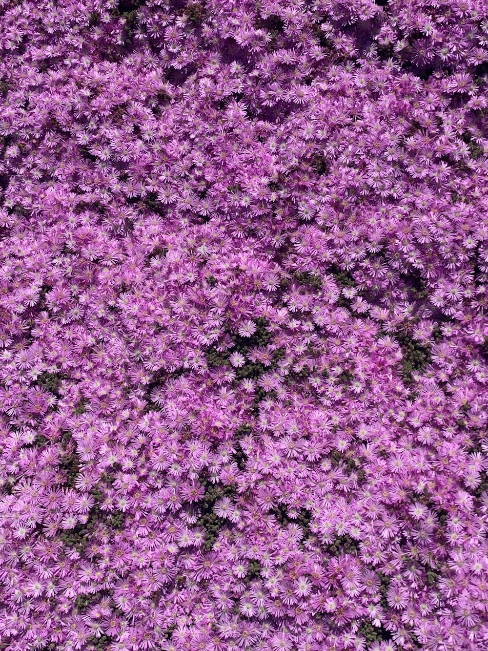 un primo piano di un fiore