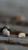 Close-up of tropical flowers and seashells arranged delicately on white sand