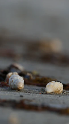 Close-up of tropical flowers and seashells arranged delicately on white sand
