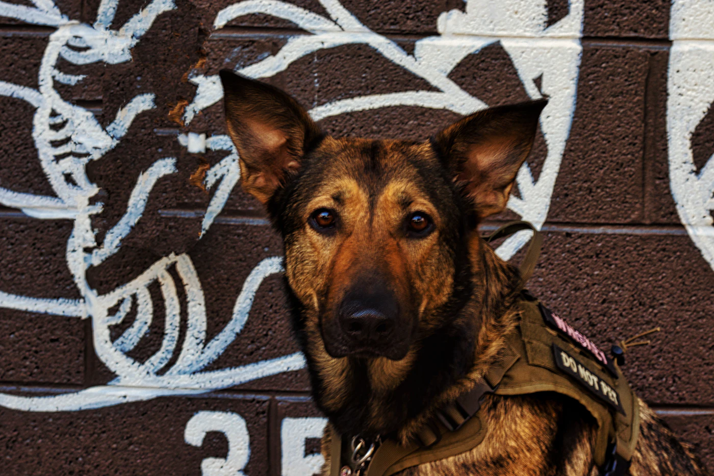 A close-up of an alert German Shepherd in a tactical service harness, ears up and eyes fixed straight ahead, focused and ready to work