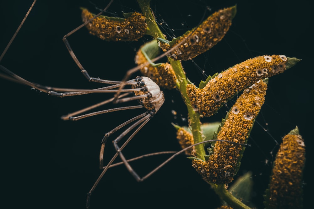 a close-up of a bug