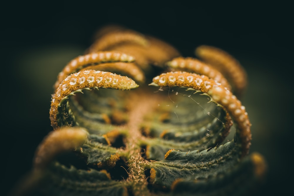 a close up of a yellow and green sea creature